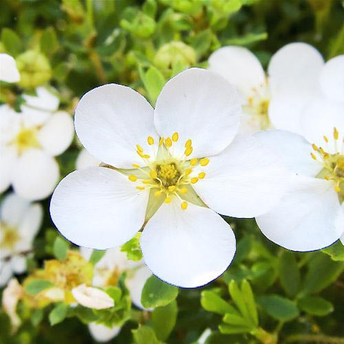 Лапчатка Florium McKay's White (11222)