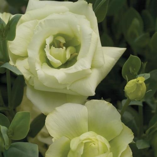 Семена цветов Эустома Лизитанус Mariachi Lime Green Sakata 50 шт. (BN06651-3)