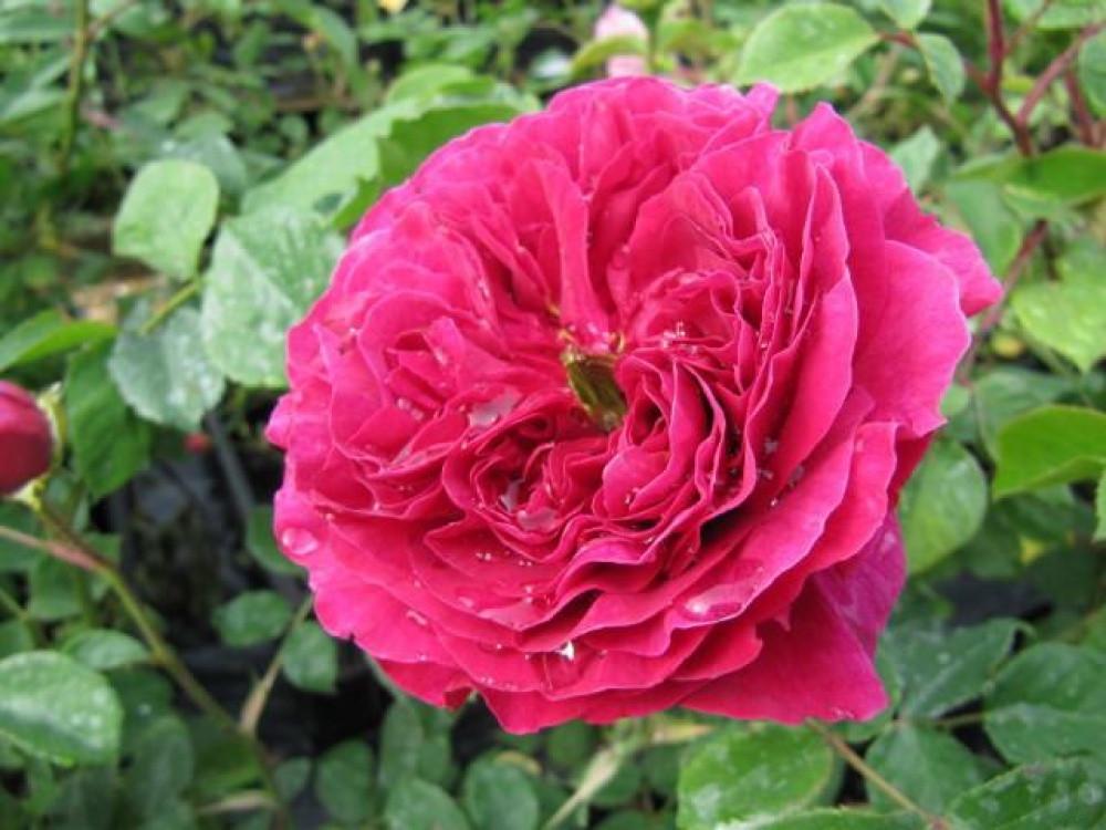 Роза английская Velet Оthello в контейнере (2558773416) - фото 4 Роза английская Velet Оthello в контейнере (2558773416) - фото 4