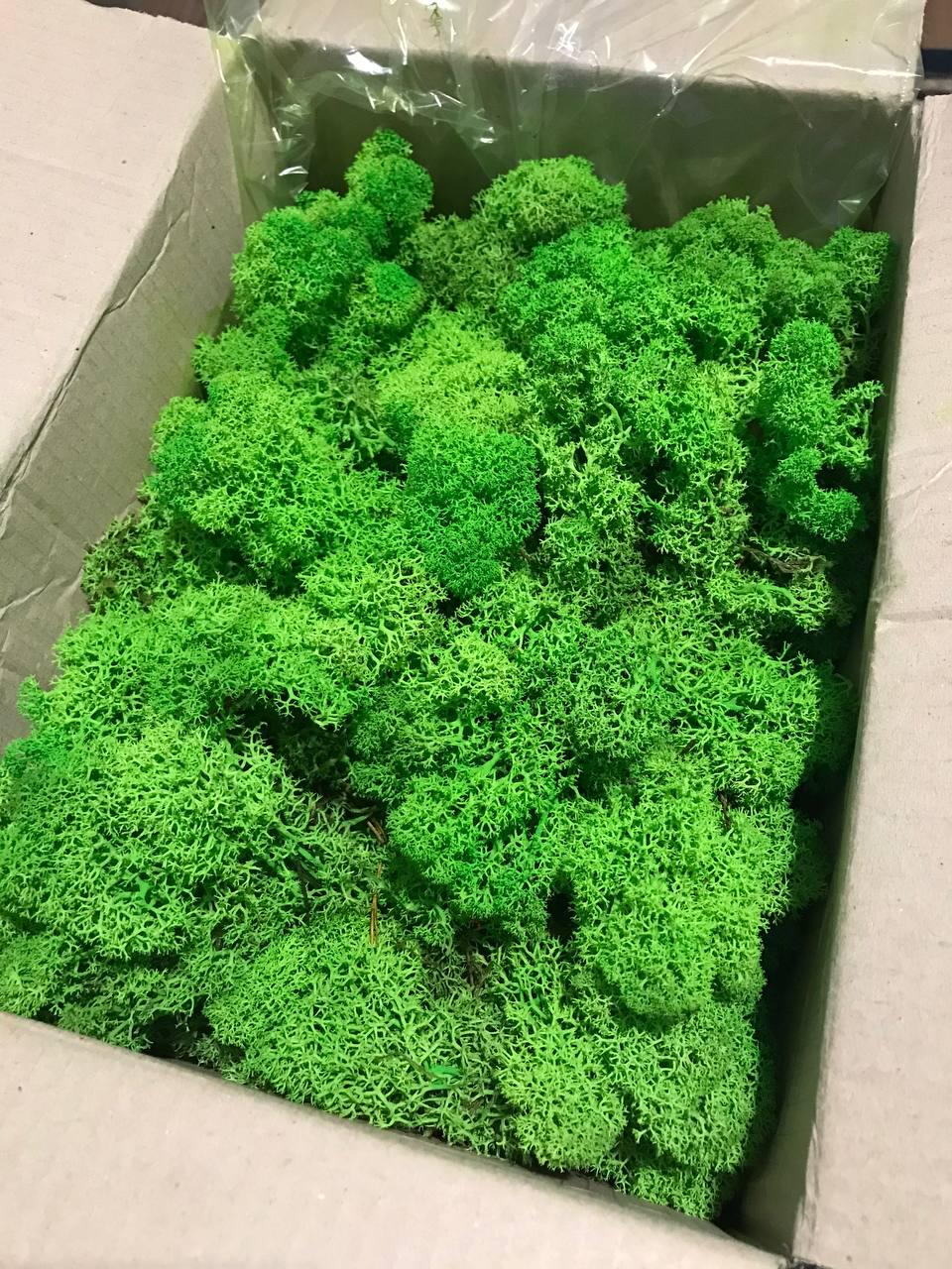 Мох стабілізований норвезький ягель 2 кг Зелений (27320644) - фото 3 Мох стабілізований норвезький ягель 2 кг Зелений (27320644) - фото 3