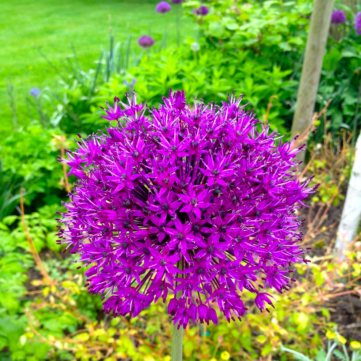 Лук декоративный Purple Sensation 2 шт.