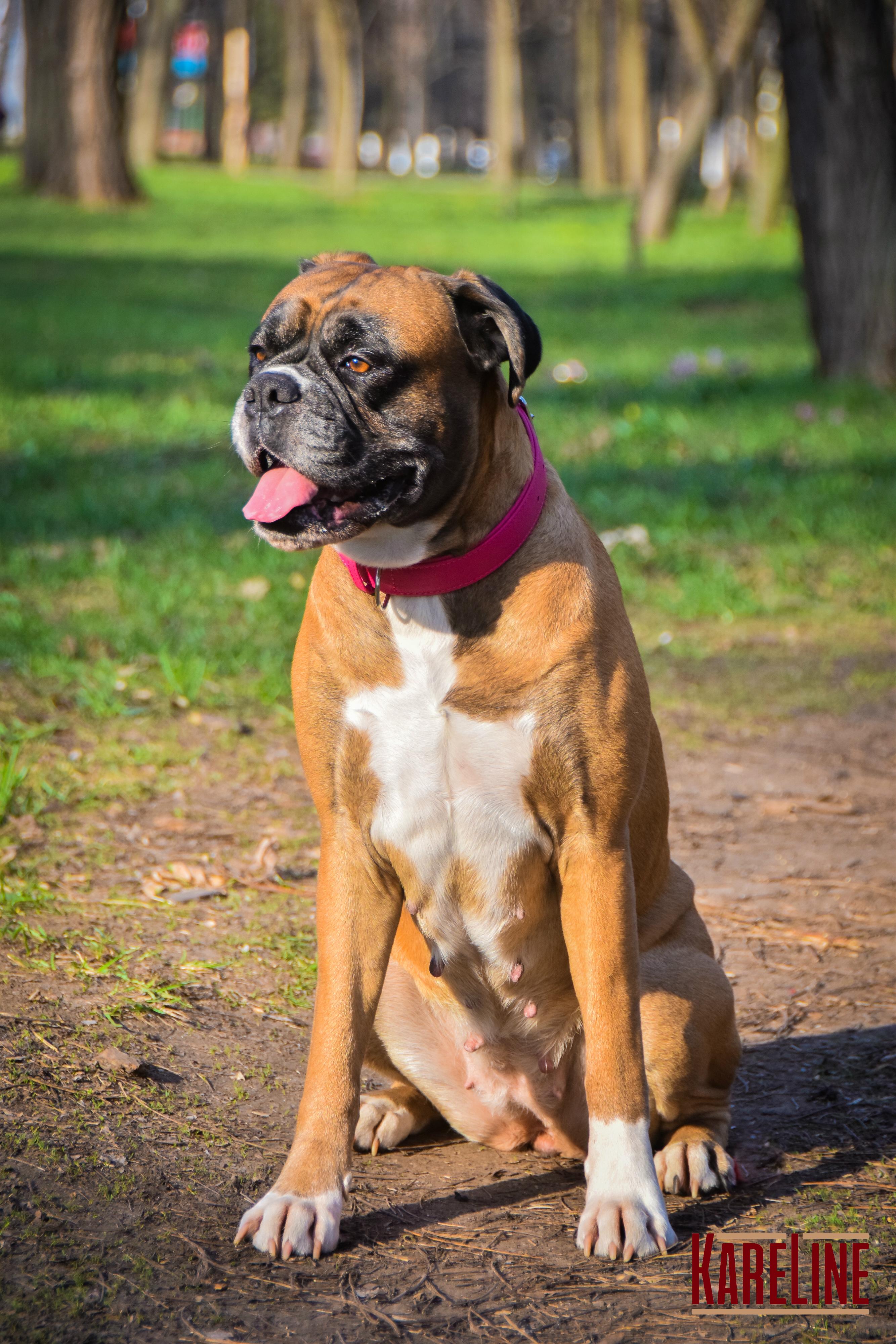 Ошейник KareLine из натуральной кожи 16 мм 260-310 мм Розовый (8021/4) - фото 3 Ошейник KareLine из натуральной кожи 16 мм 260-310 мм Розовый (8021/4) - фото 3