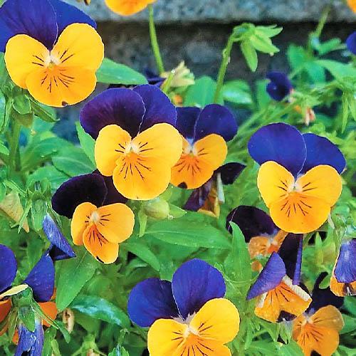 Семена Фиалка Florium гибридная Корнута Глазки смесь (6080)