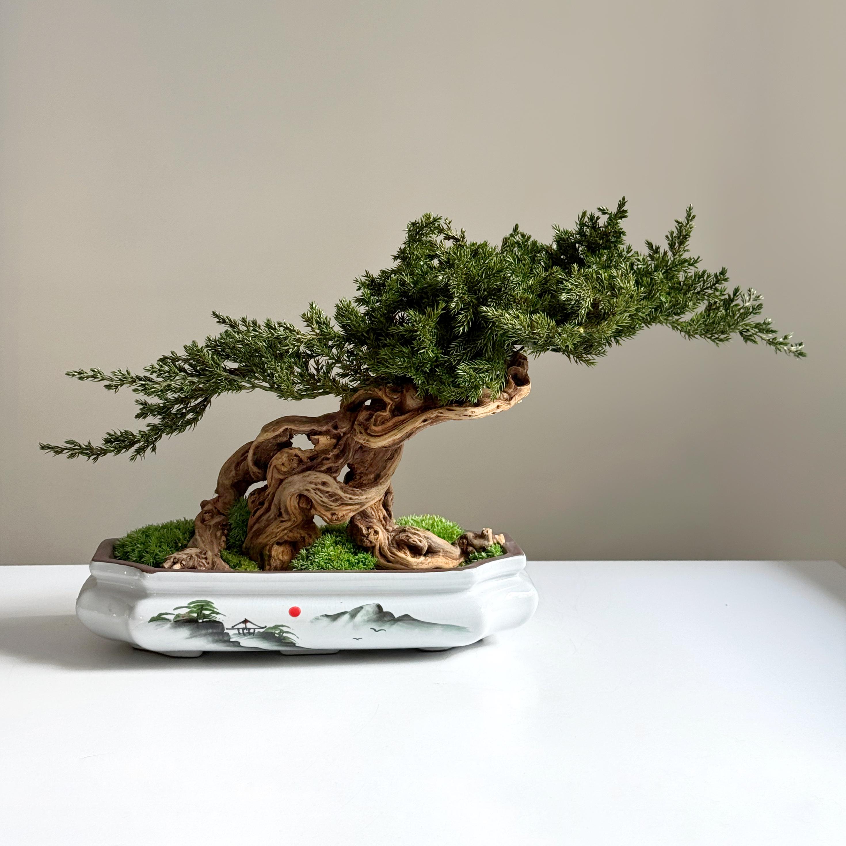 Стабілізований бонсай Тиха велич 26х44 см