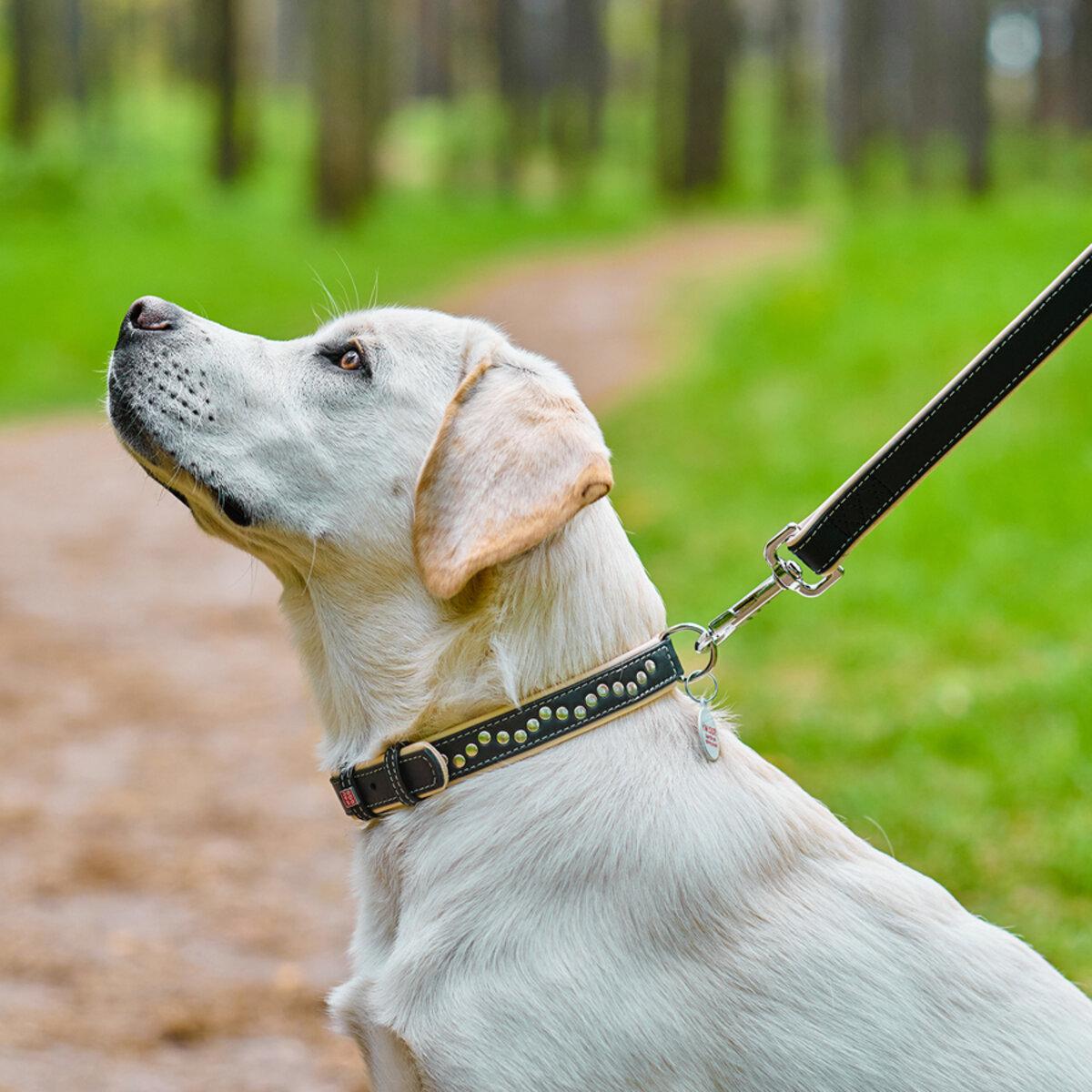 Нашийник для собак шкіряний Waudog Soft з QR паспортом/металічні прикраси 25 мм х 38-49 см Чорний (7206 Col)