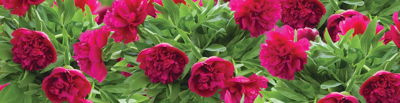 Наклейка виниловая 3D Zatarga Пышные Пионы 600х2500 мм Зеленый (1227903264)