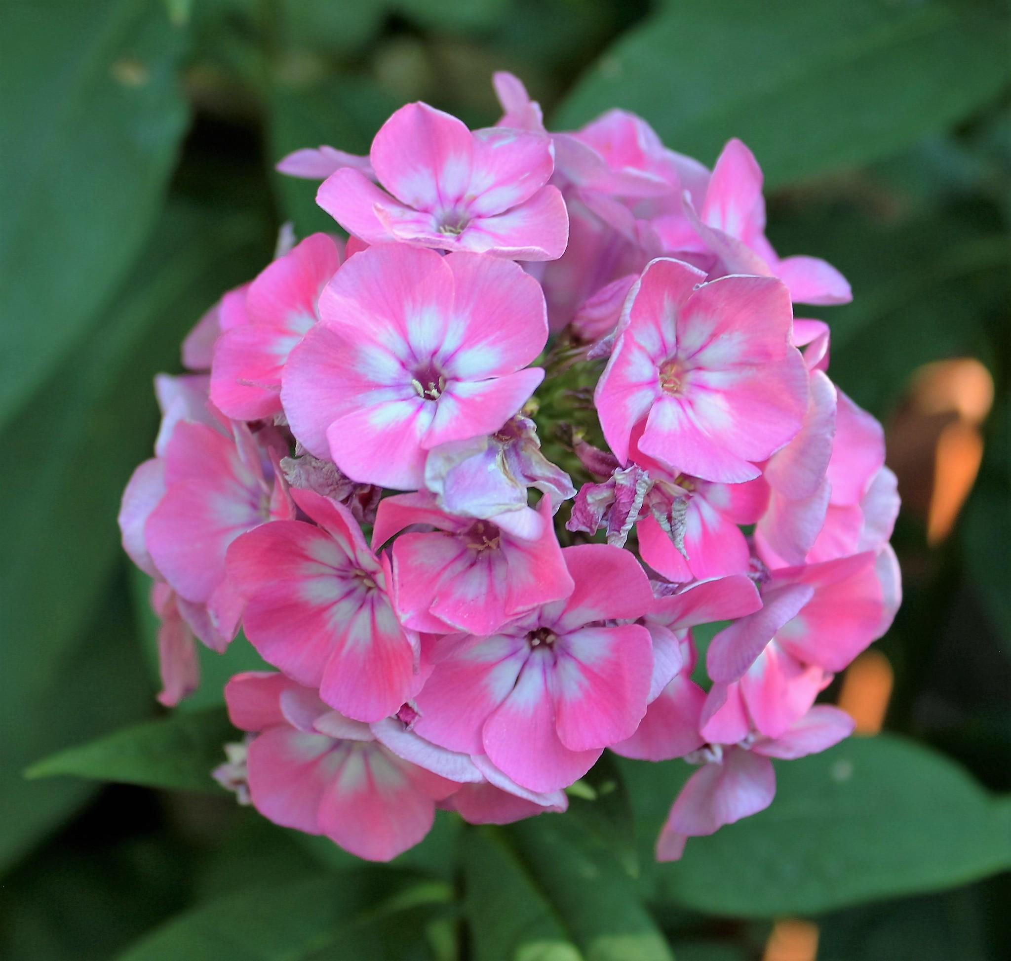 Флокс волотистий Dobrodar Flame Pink Eye 3 шт. (38283487)