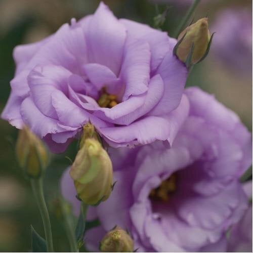 Насіння квітів Еустома Лізіантус Mariachi Lavender Sakata 10 шт. (BN06650-4)