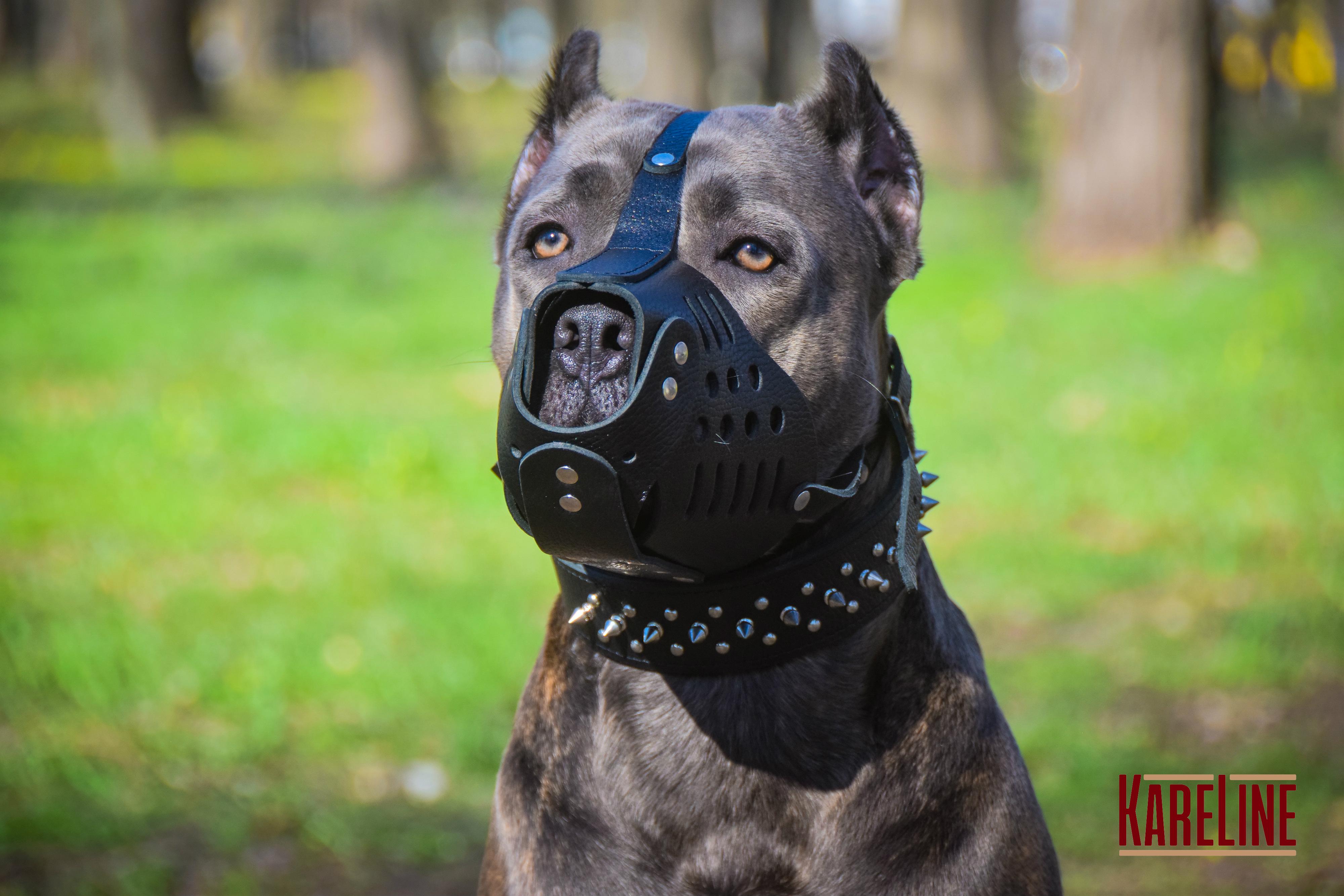 Ошейник KareLine из натуральной кожи с заклепками и шипами 40 мм 500-650 мм (1766/1) - фото 2 Ошейник KareLine из натуральной кожи с заклепками и шипами 40 мм 500-650 мм (1766/1) - фото 2