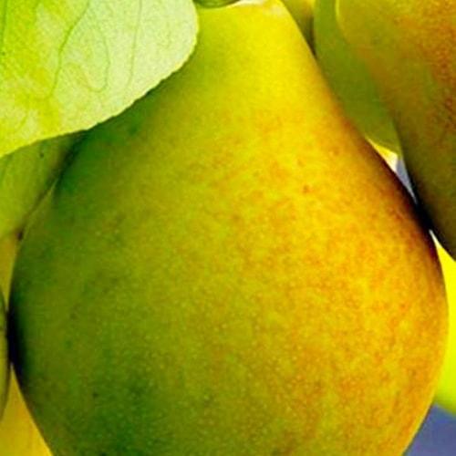 Сажанец Груша Вильямс Летний летний сорт ранний срок созревания (16177)