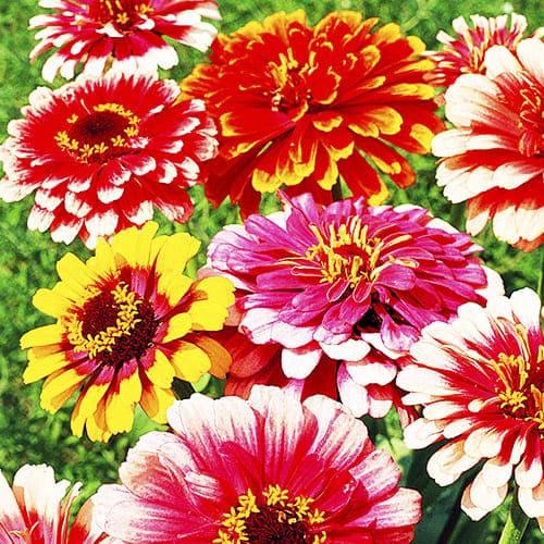 Семена Циния Florium Карусель (6170)