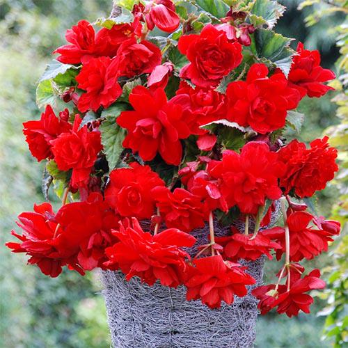 Бегония Florium Pendula Cascade Scarlet (10184)