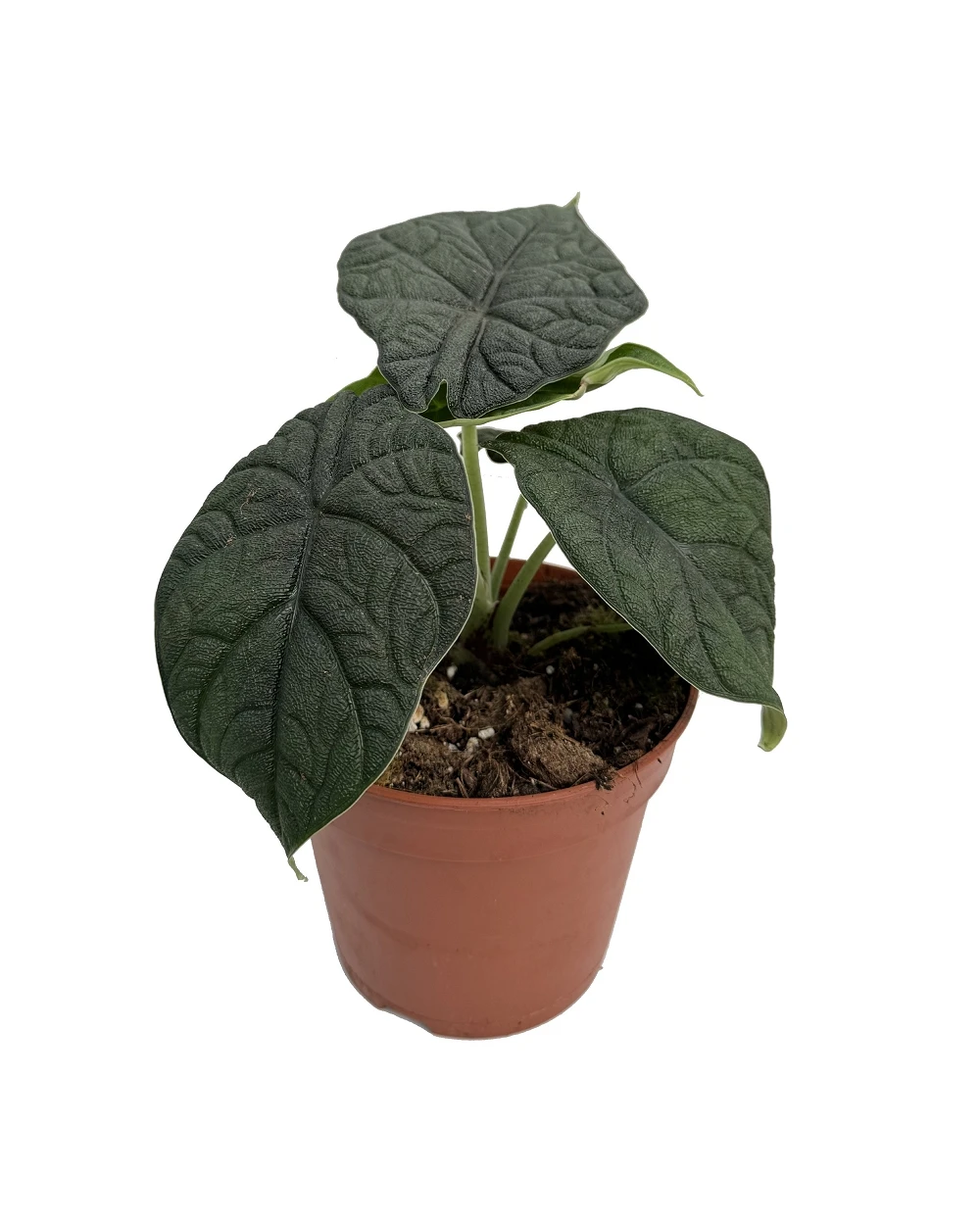 Алоказия Мело (28431386) Алоказия Мело (28431386)