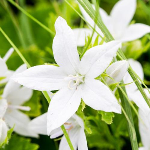 Кампанула E. H. Frost Florium (22363)