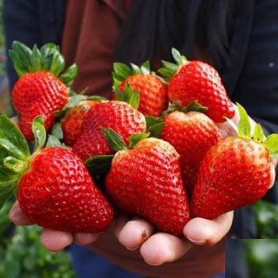 Саженец клубники Alba очень ранняя (1418016825)