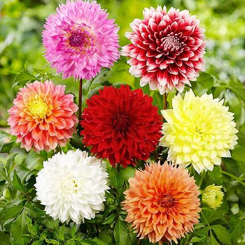 Георгина Florium Бахромчатые Mix (10592)