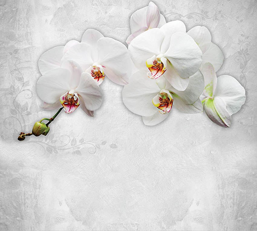 Фотообои WS Wallpaper Орхидея на стене 294x270 см (31279)