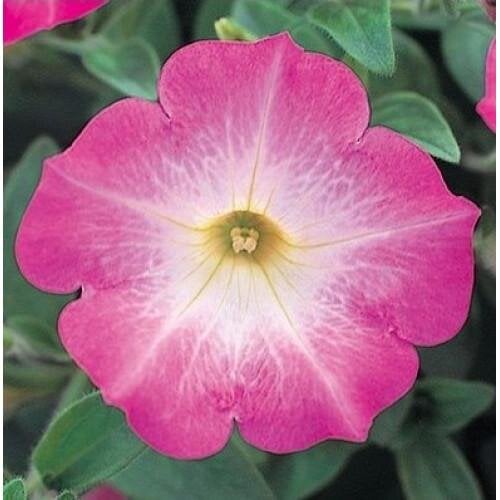 Семена цветов Петуния ампельная Opera Supreme F1 Pink Morn Takii seed 100 шт. (BN08938-2)