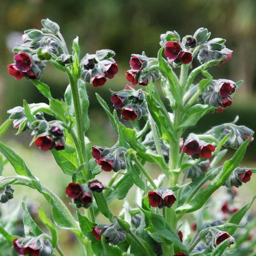 Насіння Cynoglossum officinale 10 шт. (2150025460)