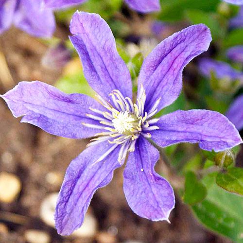 Клематіс Arabella Florium