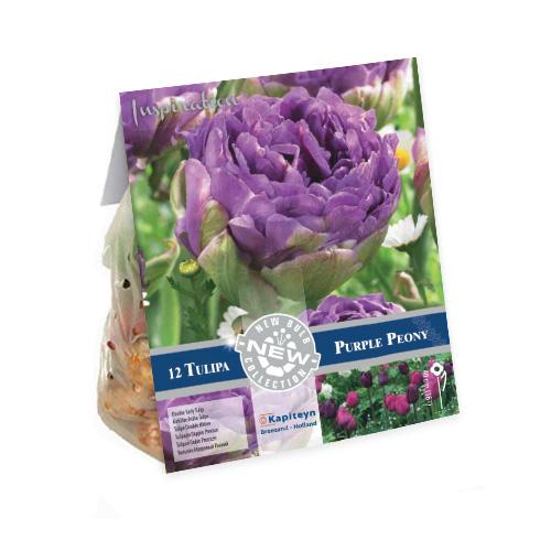 Тюльпан Florium Purple Peony брендовые луковицы Kapiteyn (15238)