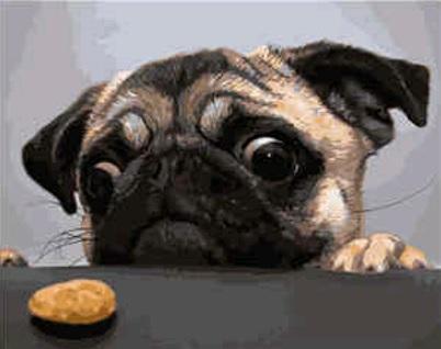 Набор для росписи по номерам Strateg Мопс и печенье 40х50 см (VA-1728-mt)