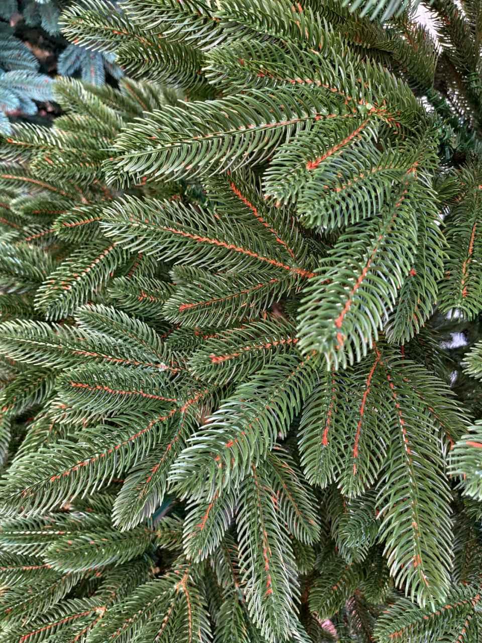 Ялинка штучна лита Преміум зелена пишна 250 см з підставкою в коробці (23500712) - фото 2 Ялинка штучна лита Преміум зелена пишна 250 см з підставкою в коробці (23500712) - фото 2