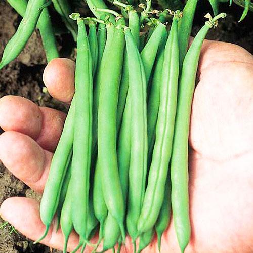 Семена Квасоля Florium Патіон (6308)