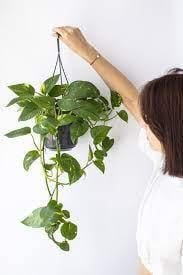 Епіпремнум Ауреум 21/45 см (2681155642) - фото 2 Епіпремнум Ауреум 21/45 см (2681155642) - фото 2