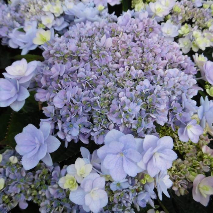 Саженец гортензии крупнолистной Hydrangea macrophylla You & Me Forever Р9 (1531768726)