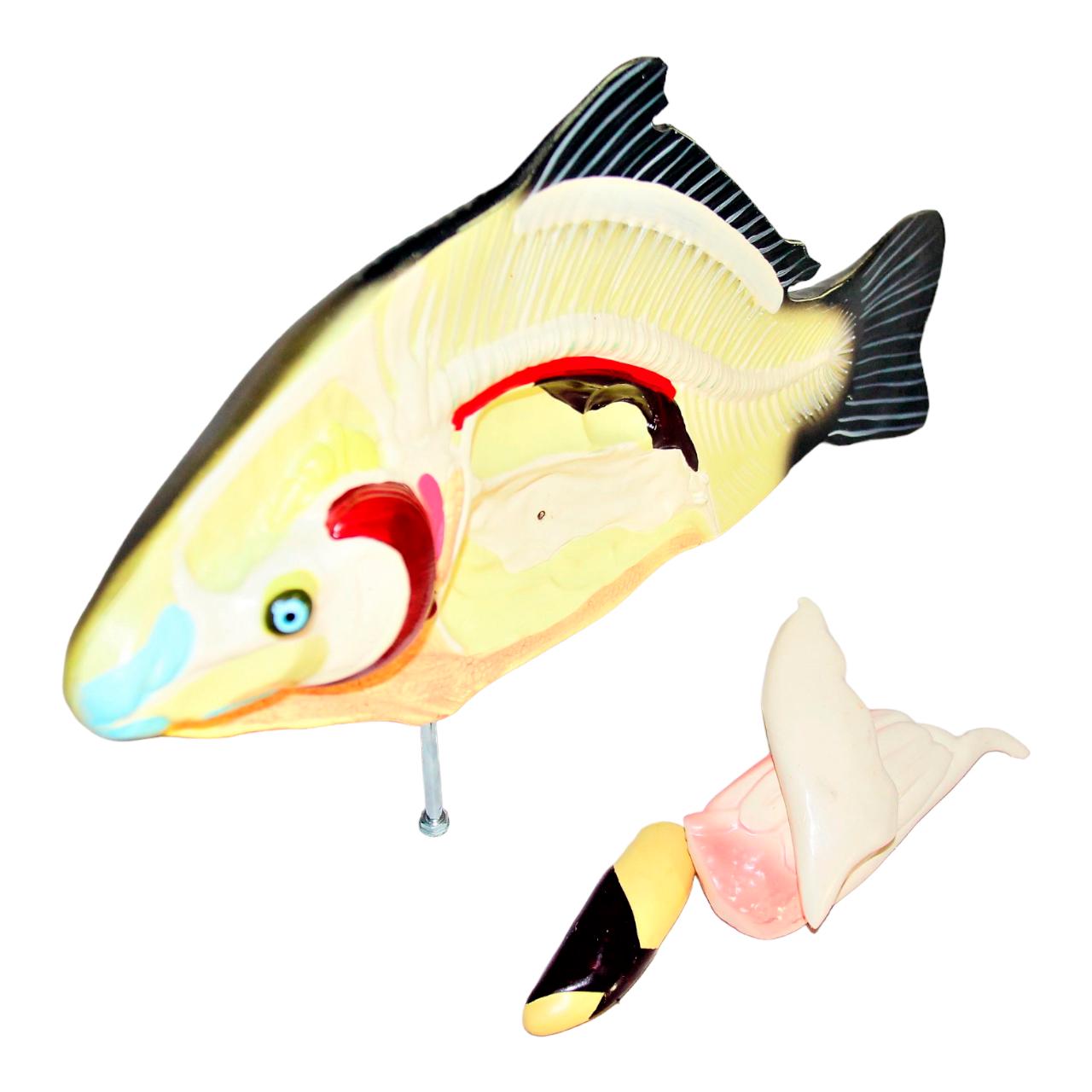 ᐉ Макет Рыба в разрезе Руди пластиковая 47х10х29 см (Б009у)