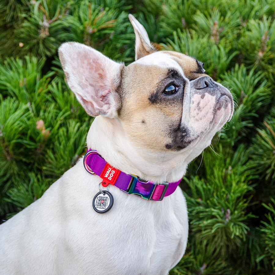 Ошейник для собак с QR-паспортом Waudog Nylon Recycled Градиент M 20 мм 28-40 см Purple (46519) - фото 3 Ошейник для собак с QR-паспортом Waudog Nylon Recycled Градиент M 20 мм 28-40 см Purple (46519) - фото 3