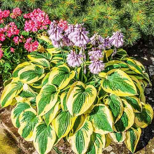 Хоста Florium Wide Brim (5283) - фото 2
