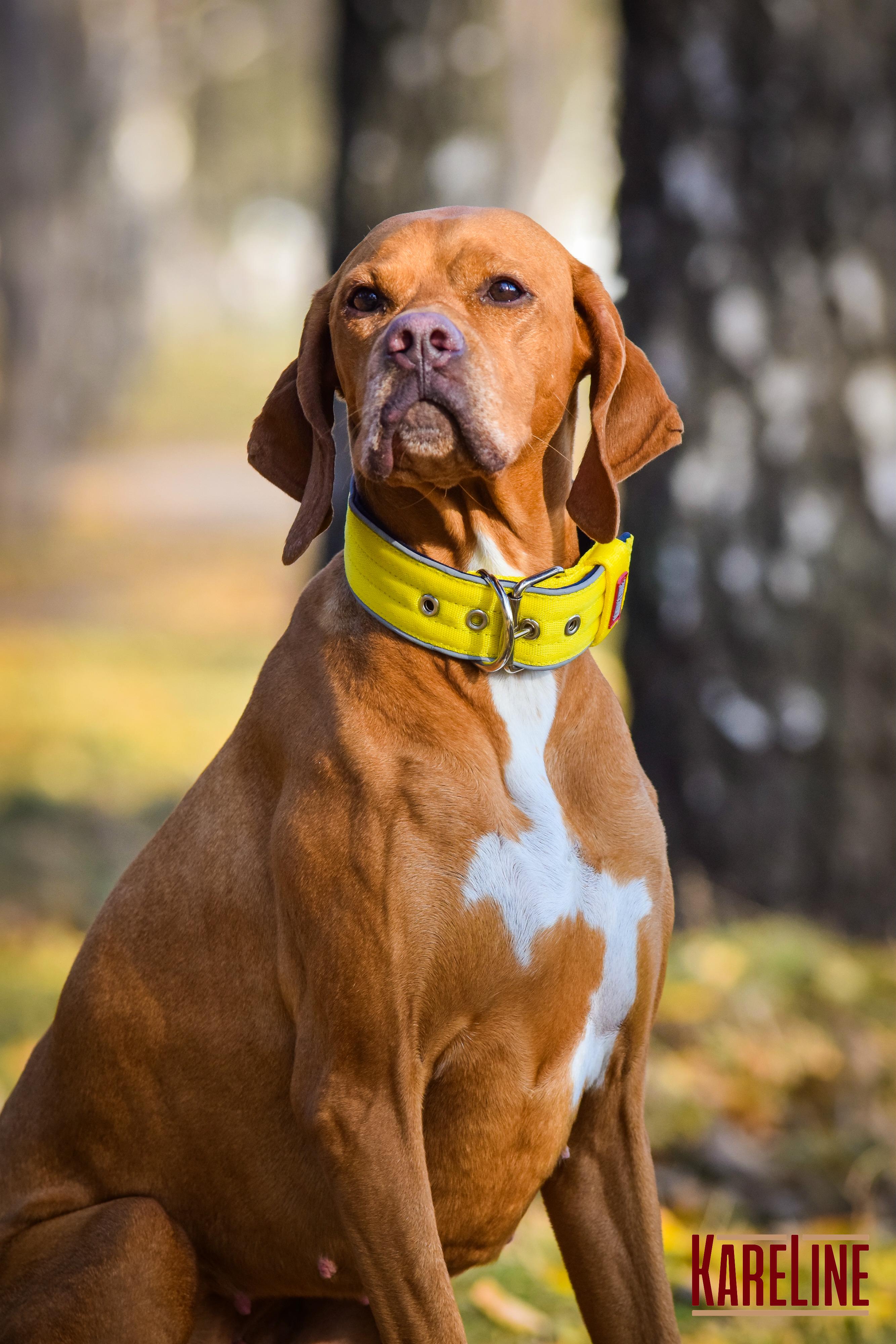 Ошейник KareLine усиленный нейлоновый со светоотражающим кантом 48 мм 550-640 мм Желтый (0957/8) - фото 5