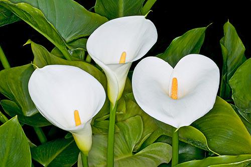 Калла Албомакулата Albomaculata 1 шт. (38280298)