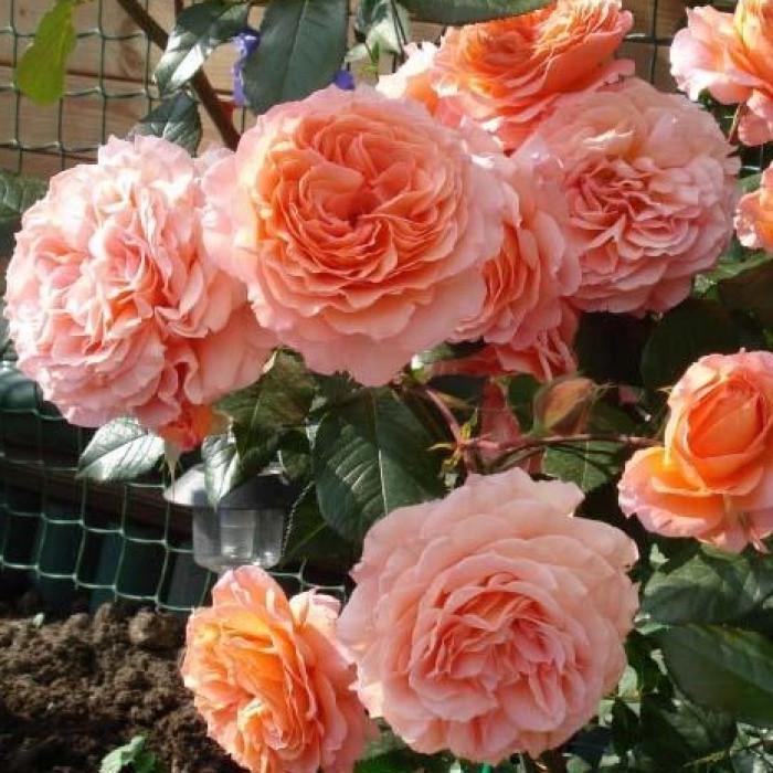 Роза Colette Шраб (2669460595)