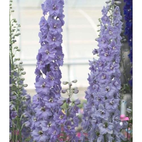 Семена цветов Дельфиниум Candle Lavender Shades Sakata 10 шт. (BN12692-4)