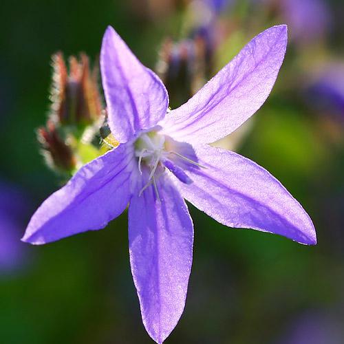 Кампанула Florium Poscharskyana Blue (13055)