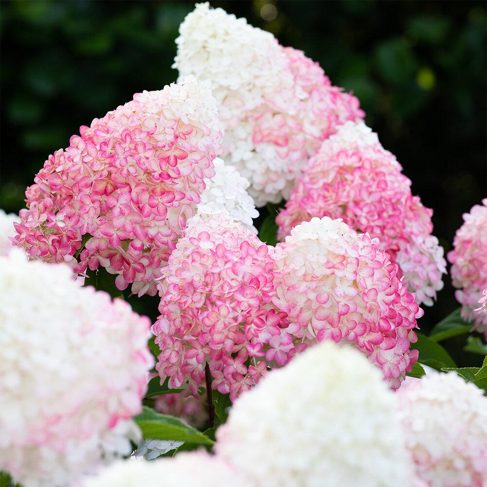Гортензия метельчатая Ливинг Пинк энд Роуз Living Pink and Rose 1 шт. (38298284)
