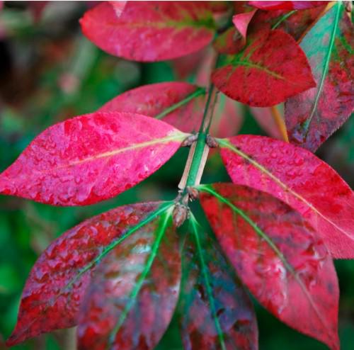 Бересклет крылатый Compactus