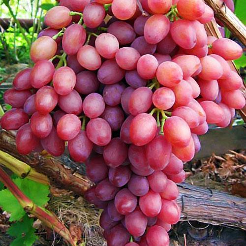 Сажанець Виноград Променистий кишмиш ранньо-середній термін дозрівання (19801)