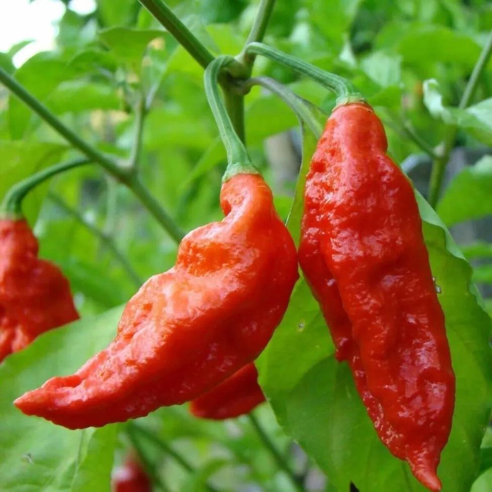 Насіння Перець гострий Bhut Jolokia red 10 шт. Бхут Джолокія червоний суперхот - фото 4 Насіння Перець гострий Bhut Jolokia red 10 шт. Бхут Джолокія червоний суперхот - фото 4