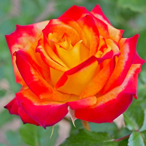 Роза флорибунда Мэйн Мюнхен 1 шт. (4d46d49551b811e885ea001b7804db08)