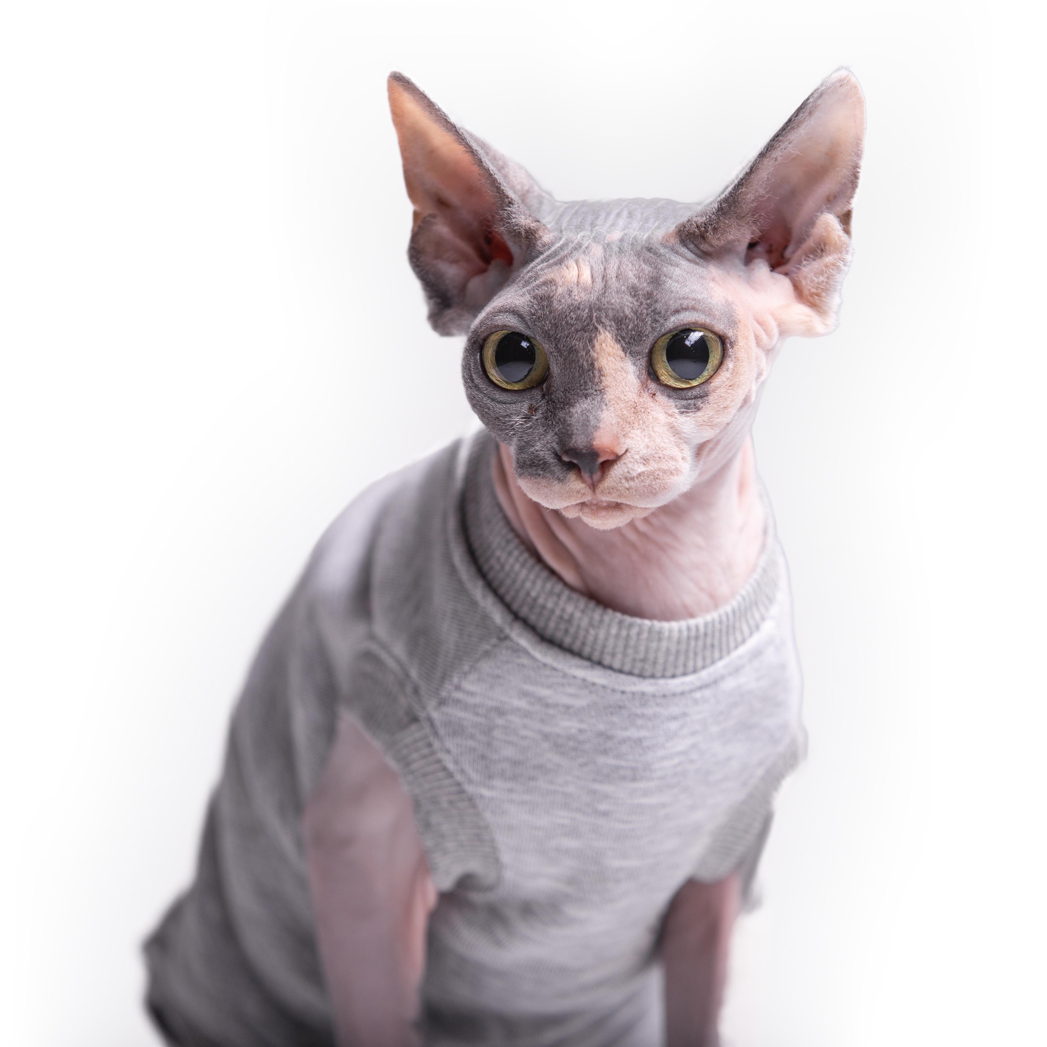 Майка для кошек без рукава Style Pets Martin XXS Gray (464XXS) - фото 2