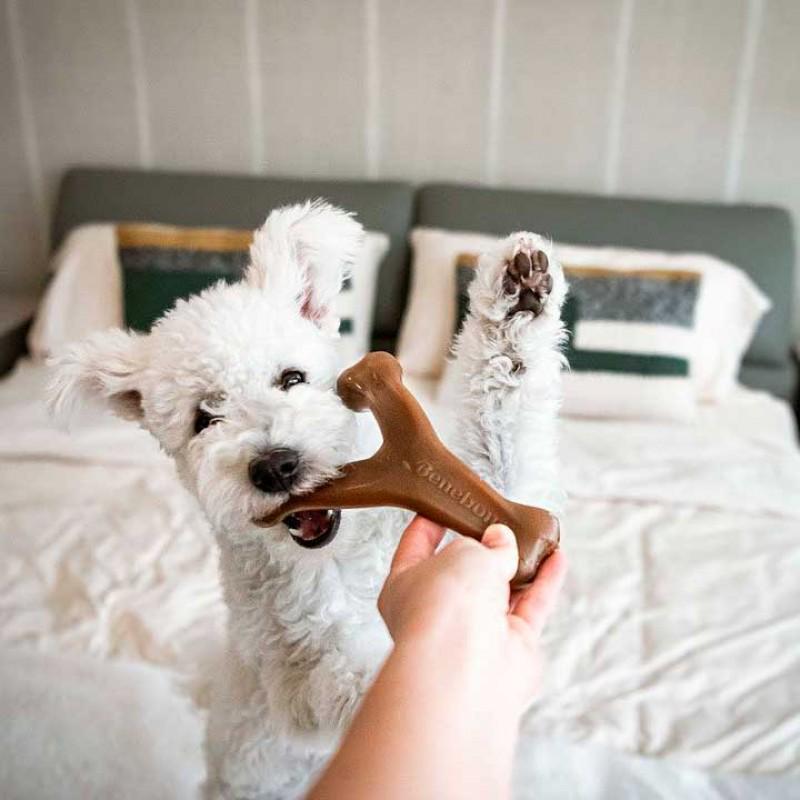 Игрушки жевательные для щенков Benebone Puppy Pack Bacon 2 шт. (20040139) - фото 2