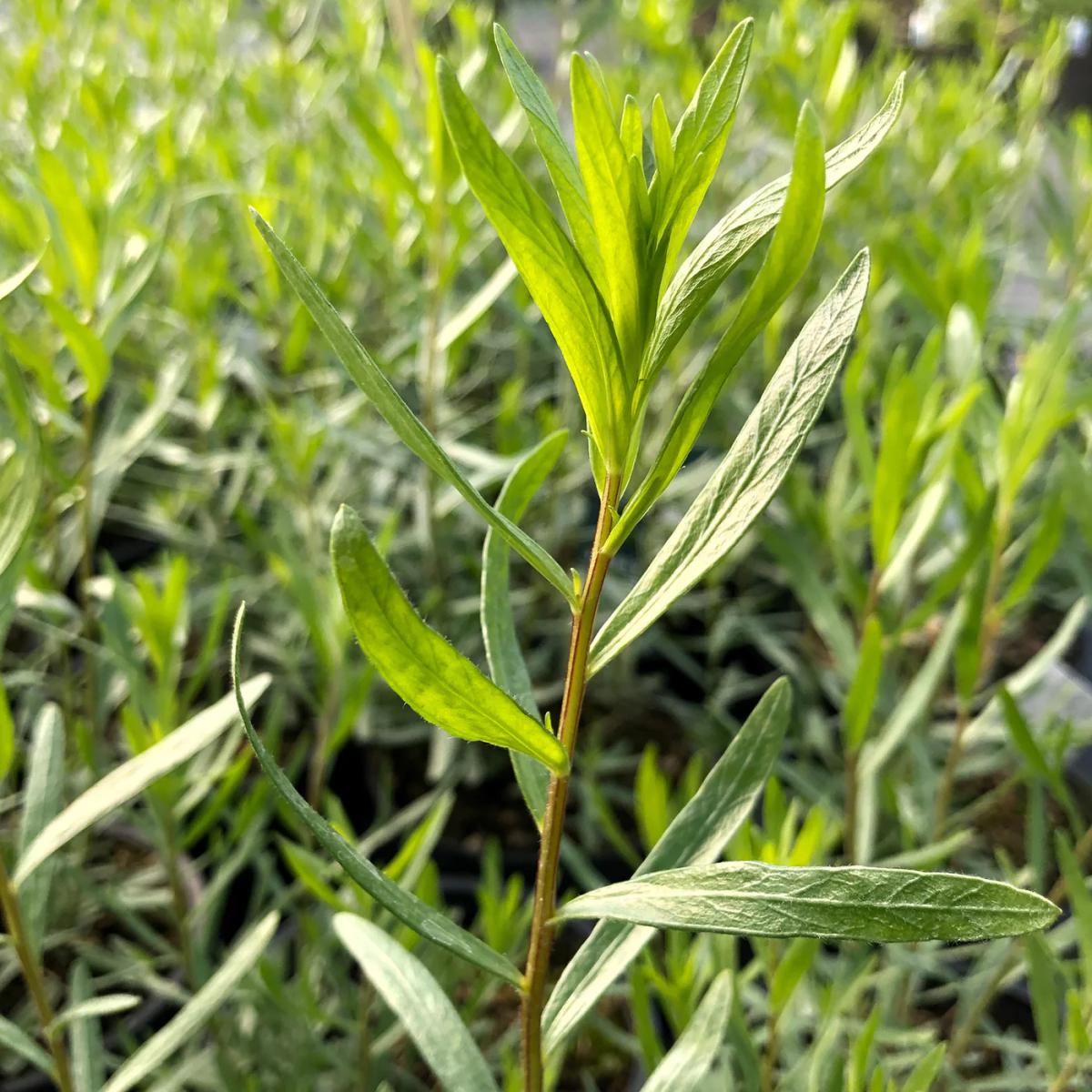 Насіння Естрагон Artemisia dracunculus драконячий полин 0,2 г