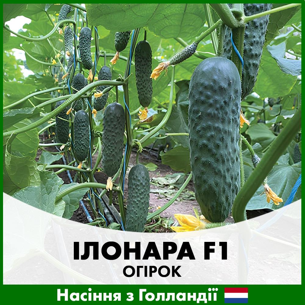 Насіння огірка Rijk Zwaan Ілонара F1 10 шт. (R29034)