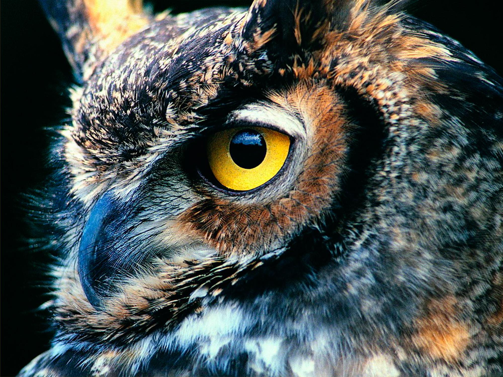 Алмазная мозаика на подрамнике Santi Филин 30x40 см (Top-954301)