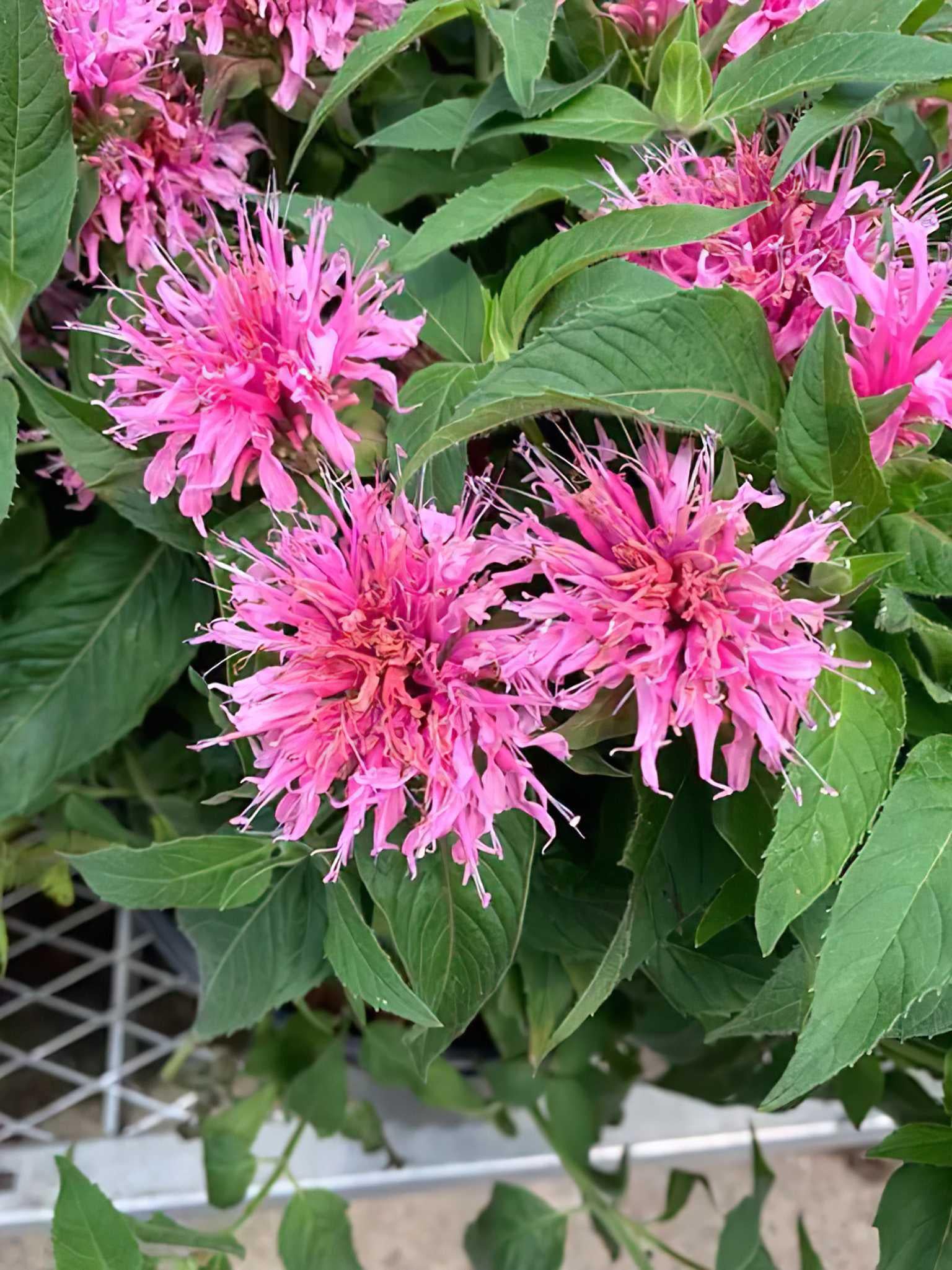 Саджанець Монарда Балмі Пінк Balmy Pink 1 шт.