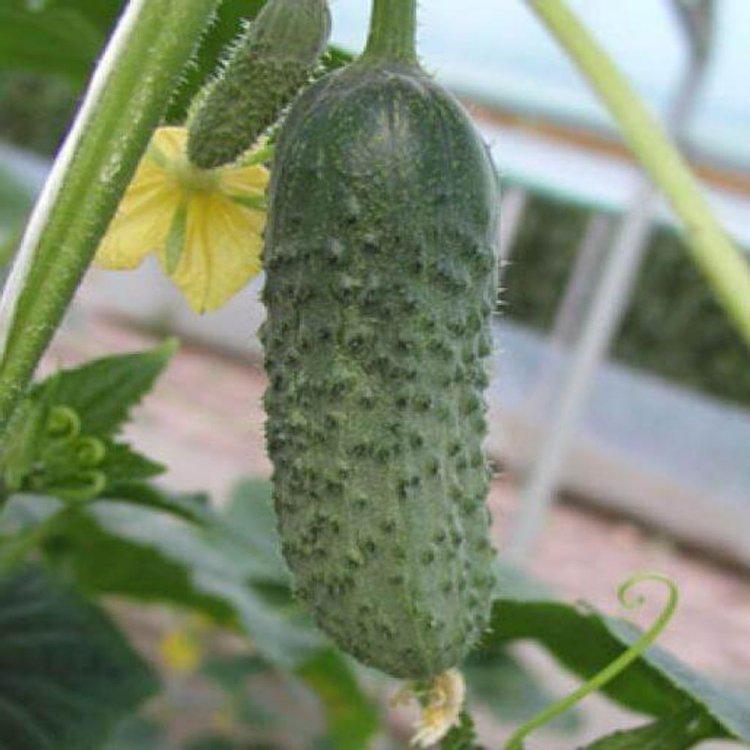 Насіння огірка Rijk Zwaan Шакті F1 1000 шт. (38704) - фото 2 Насіння огірка Rijk Zwaan Шакті F1 1000 шт. (38704) - фото 2